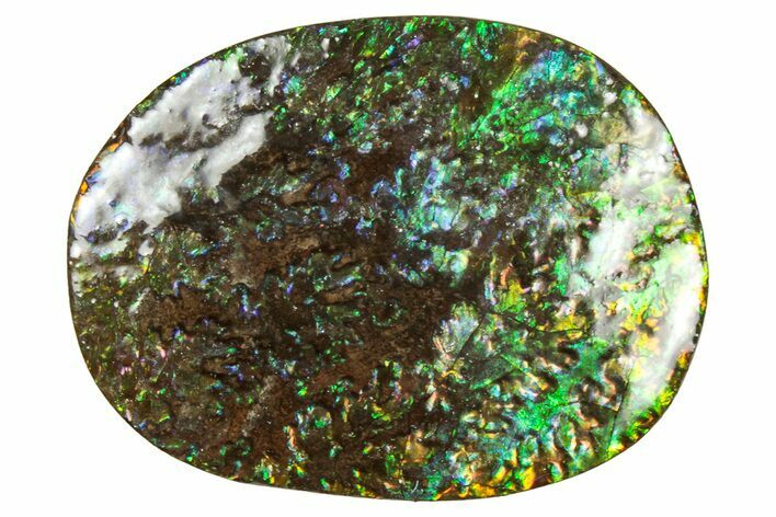 Flashy Ammolite (Fossil Ammonite Shell) - Rainbow Colored #357635